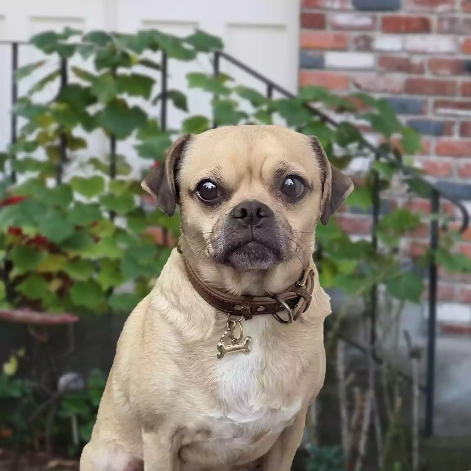 Diego